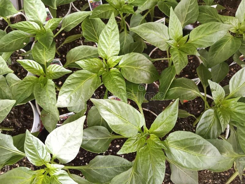 Green bell pepper plants up close for texture and detail