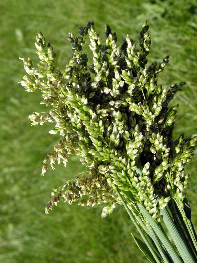 Beautiful Bent Plant in Field, Lithuania Stock Photo Image of macro