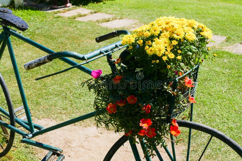 Green Bicycle with Flower in the Basket Stock Image Image of floral