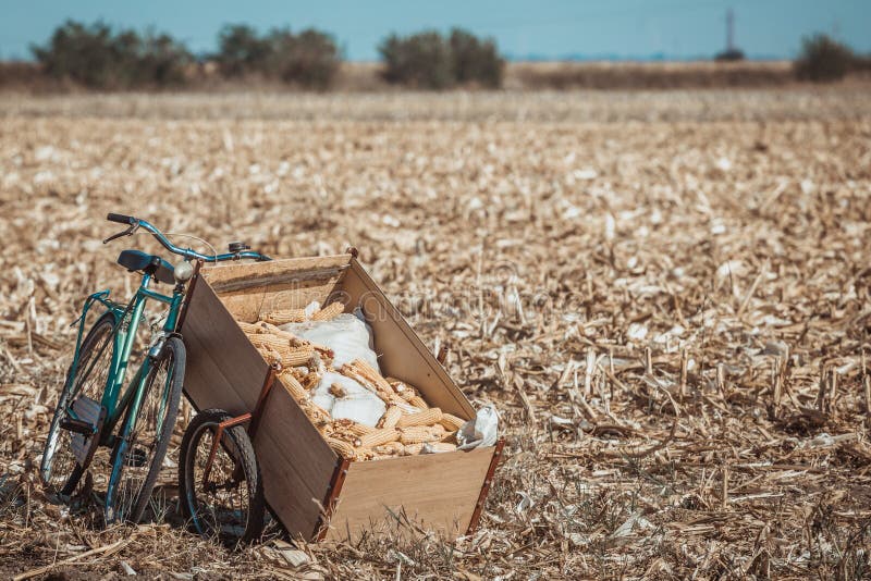 Green Bicycle Leaned on Trailer Full of Corns on Corn Field Stock Photo