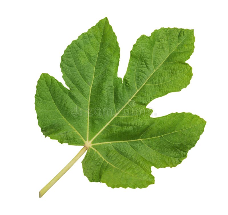 Green big fig leaf stock photo. Image of leaf, isolated 72338564