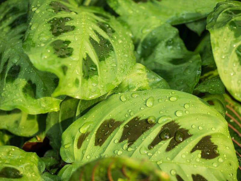 Green big leaves of Maranta leuconeura with water droplets. Selective focus