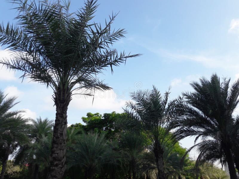 Green Palm tree in the garden under the blue sky royalty free stock photo Green Palm tree in the garden under the blue sky royalty free stock photo