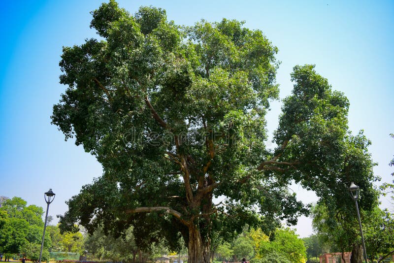 Green Big Trees All Around in Lodhi Garden Delhi, Big Trees in the ...