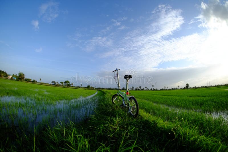 Green Bike on the Cornfield Stock Photo Image of bike, activity 83915498