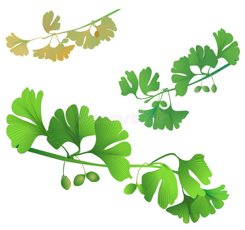 Green biloba twigs vector illustration