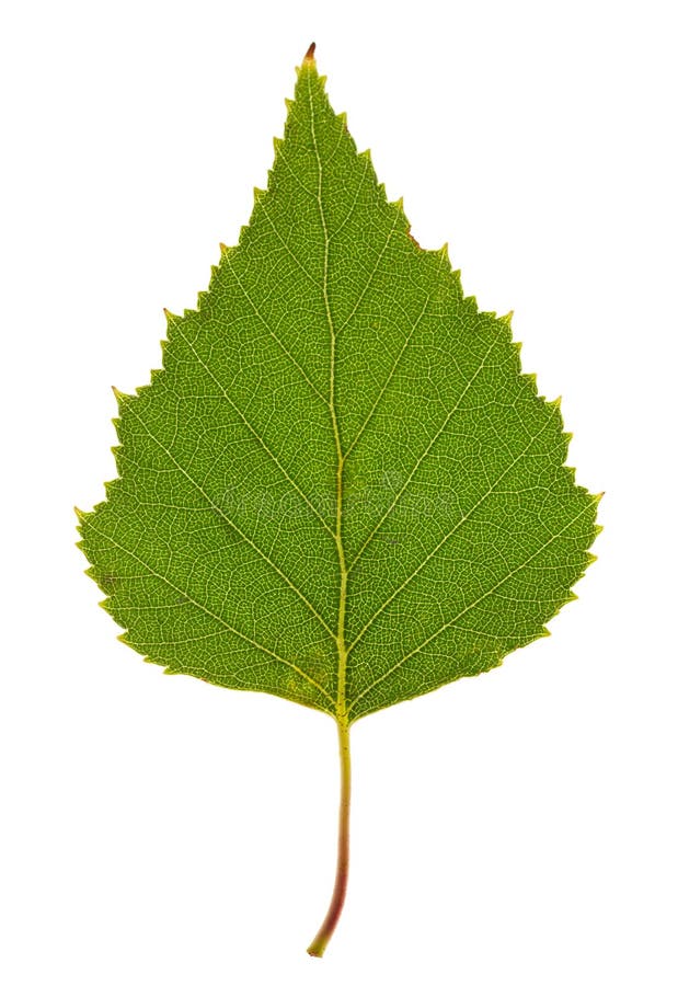 Green birch leaf on isolated stock photo
