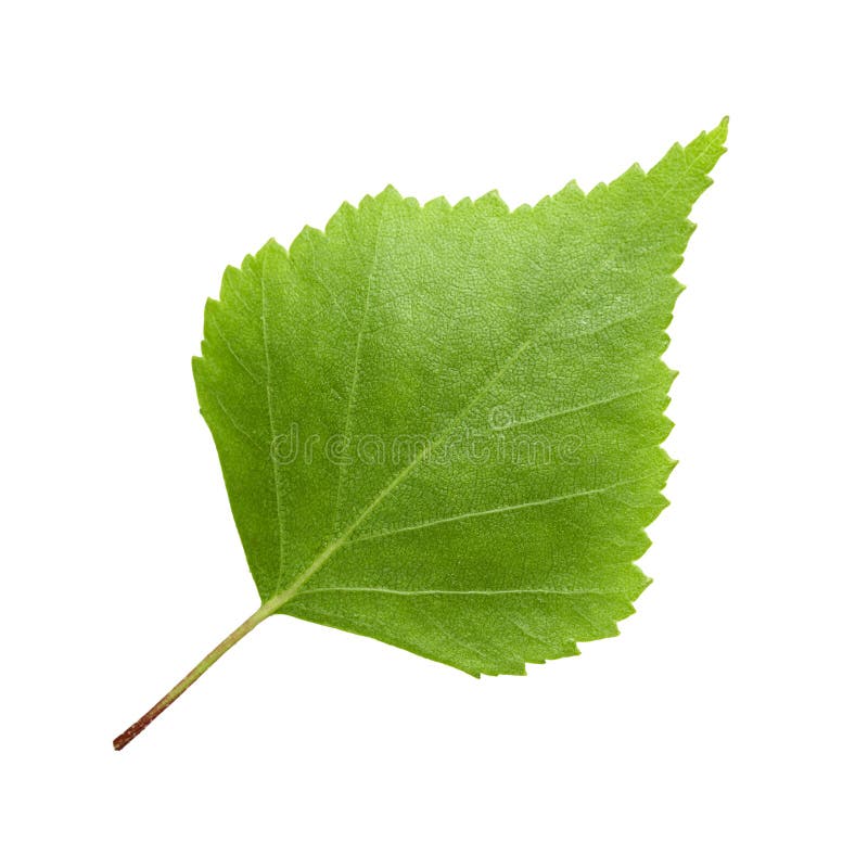 Green birch leaf isolated on white background stock photo