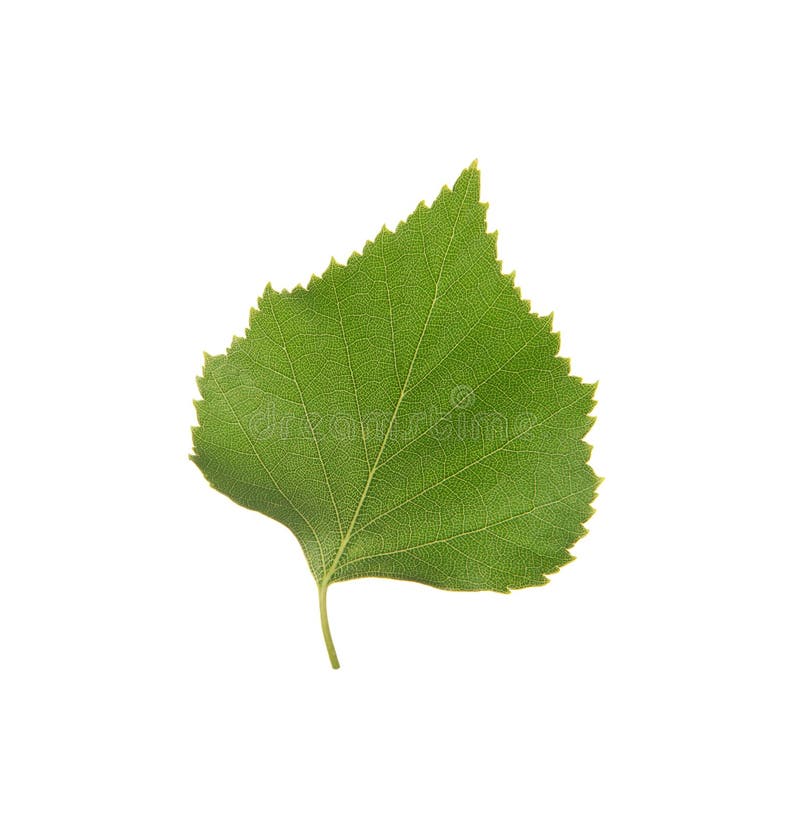 Green birch leaf royalty free stock images