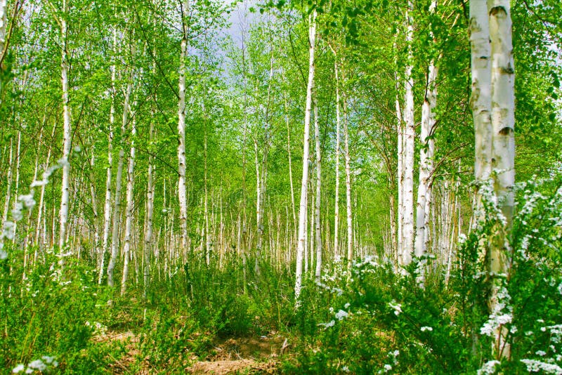 Green Birch Tree Forest in Spring Stock Image Image of center, fresh