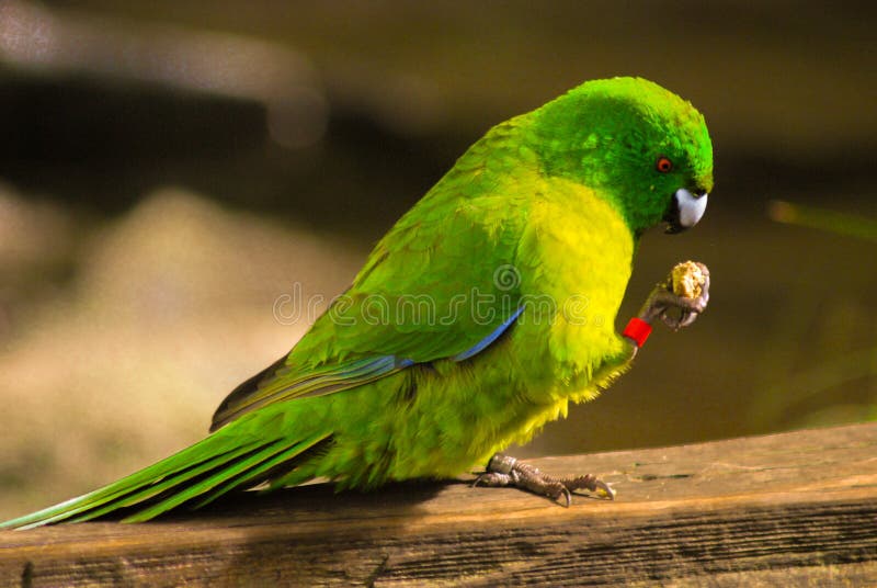 A green bird eating stock image. Image of food, green 114358943