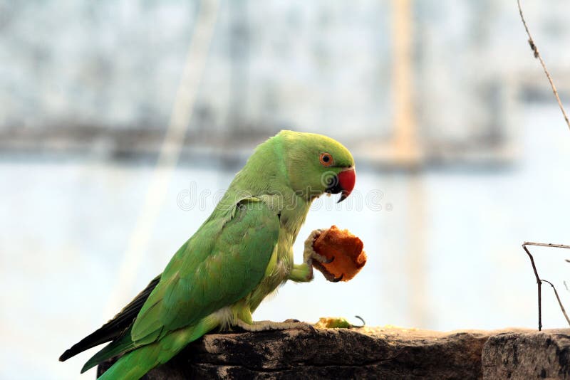 A Green Bird Parrot Eat Food Stock Image Image of animal, tropical