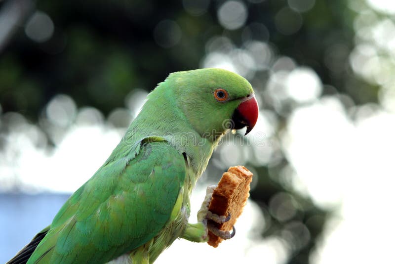 A Green Bird Parrot Eat Food Stock Image Image of wild, animal 196569881