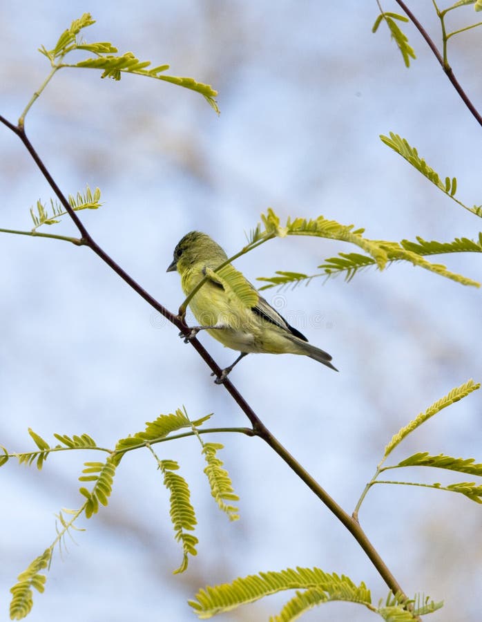 Green bird in tree
