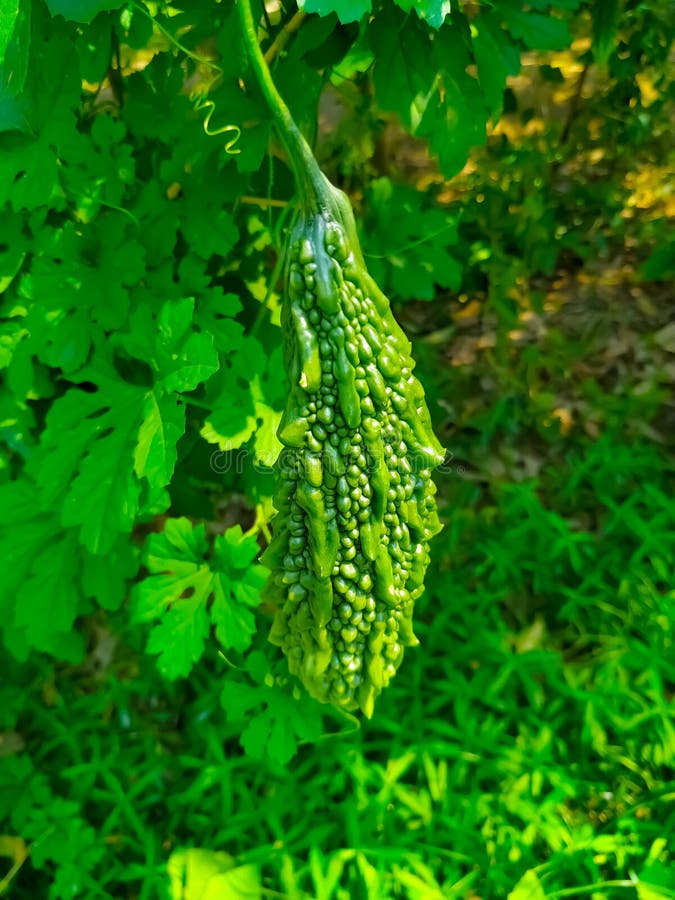 Green Bitter Gourd on the Tree. Healthy Vegetables Natural Stock Image