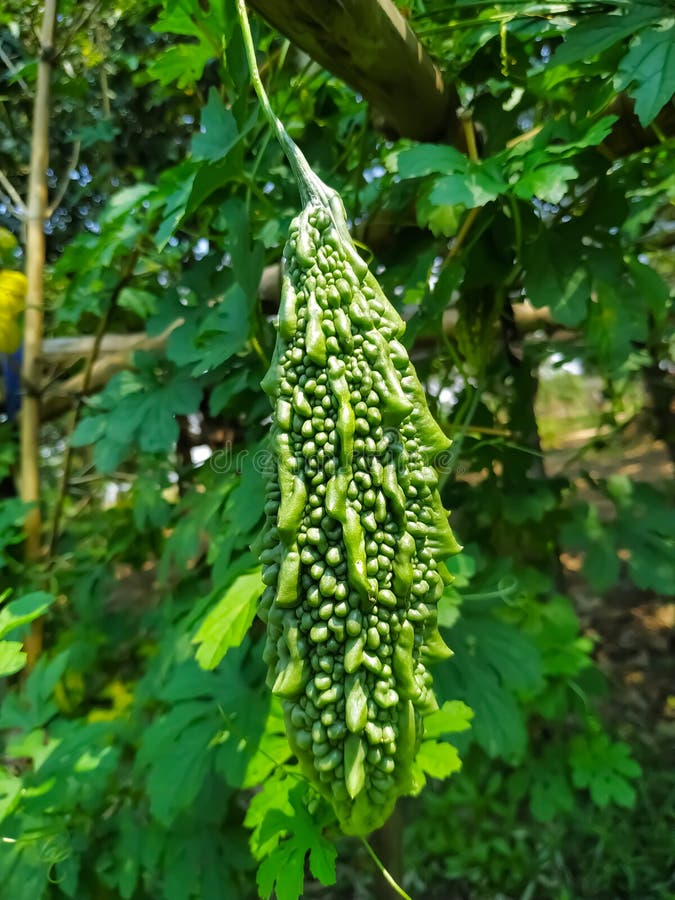 Green Bitter Gourd Natural Food Fresh White Backgroun. Stock Photo