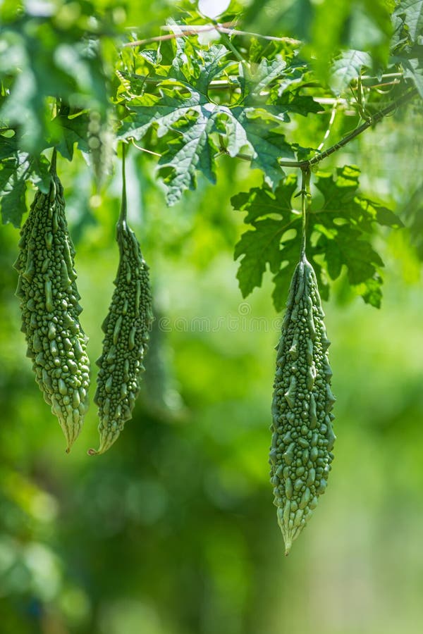 Green Bitter Melon, Bitter Gourd or Bitter Squash Hanging from a Tree