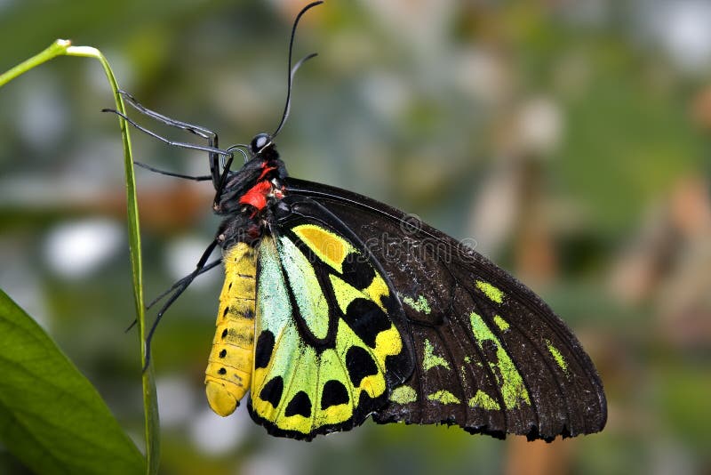 Green and black butterfly