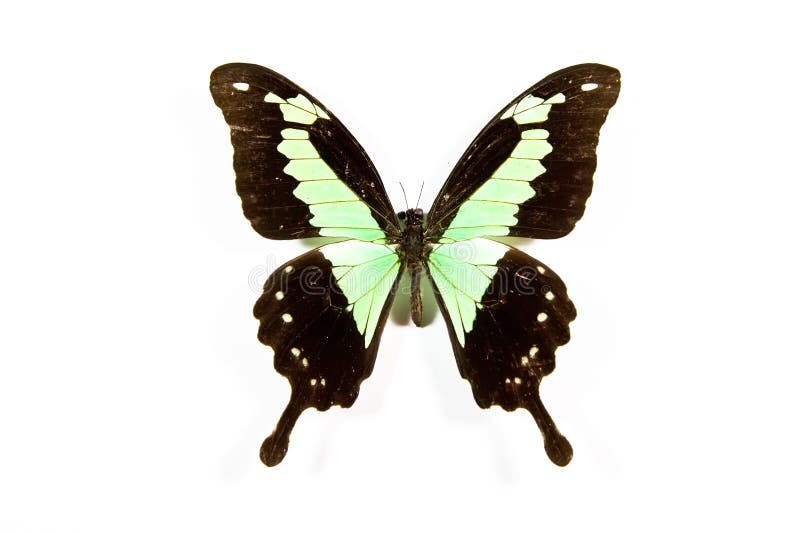 Green and black butterfly Papilio phorcas isolated