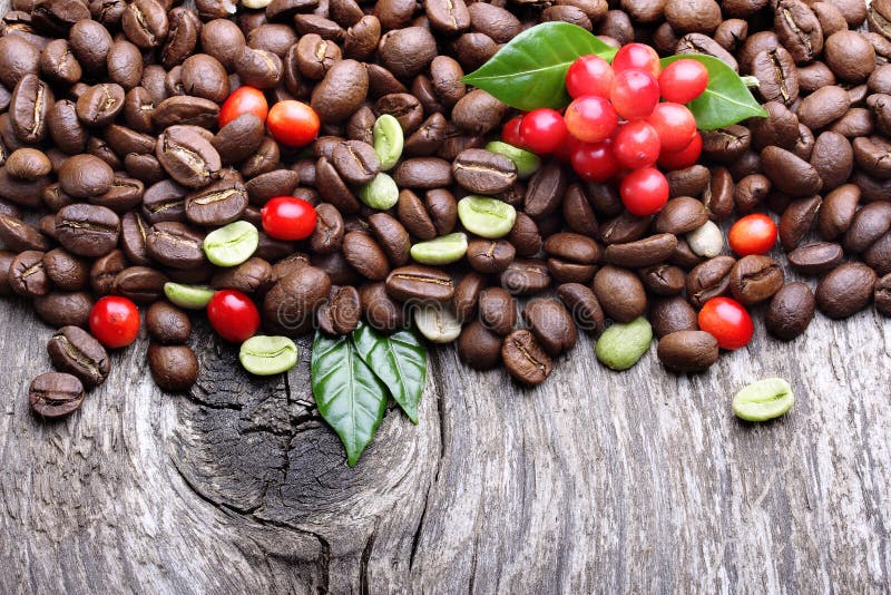 Black and Green Arabica, Robusta Coffee Bean Stock Photo Image of