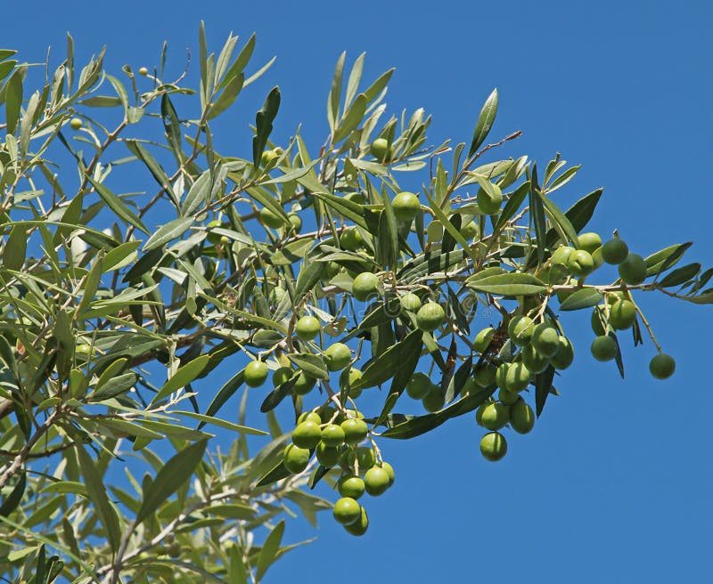 Green and Black Olives in an Olive Tree Stock Image Image of foliage