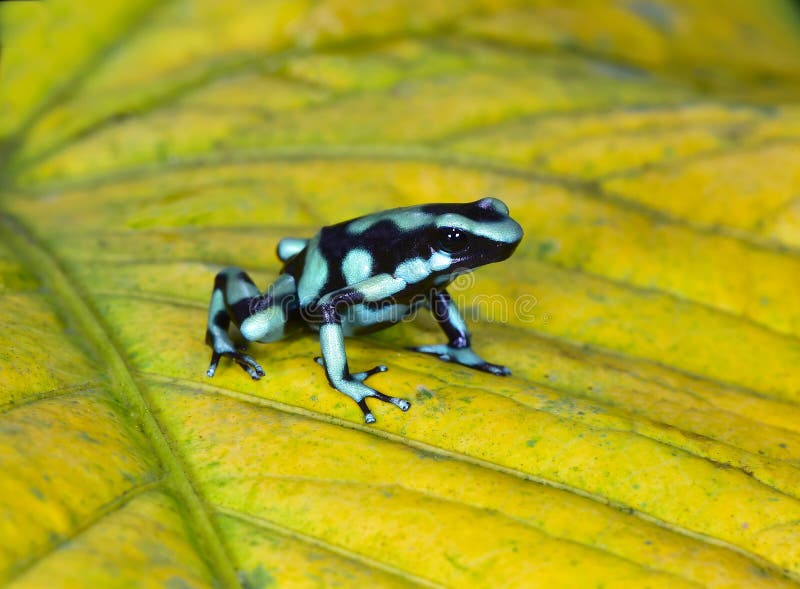 723 Green Black Dart Frog Stock Photos - Free & Royalty-Free Stock ...