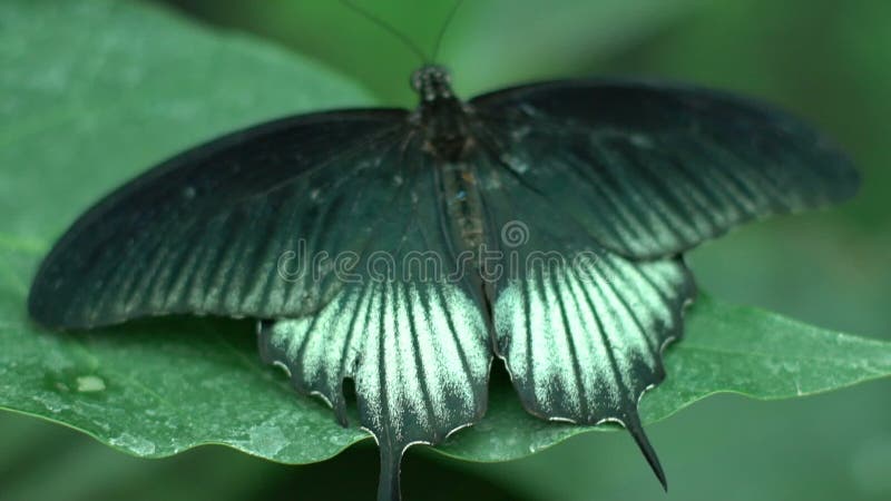 Green black white beautiful exotic butterfly spreading wings, insects as pets