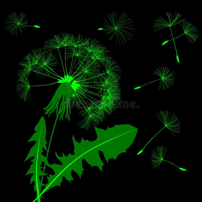 Green blow dandelion silhouette isolated on black royalty free illustration Green blow dandelion silhouette isolated on black royalty free illustration