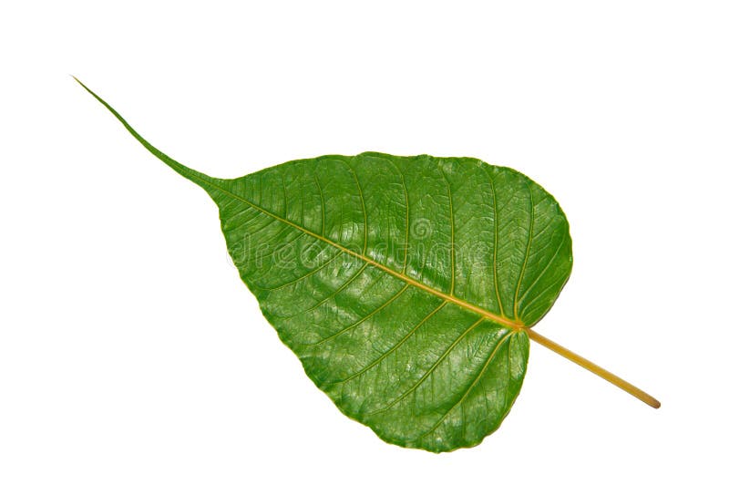 Green Bodhi Leaf royalty free stock photo Green Bodhi Leaf royalty free stock photo