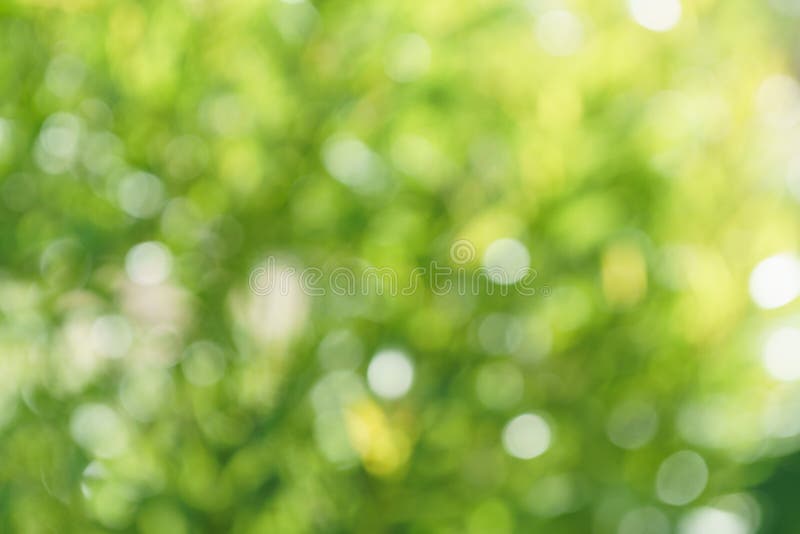 Green bokeh abstract background. Blurry foliage in a park
