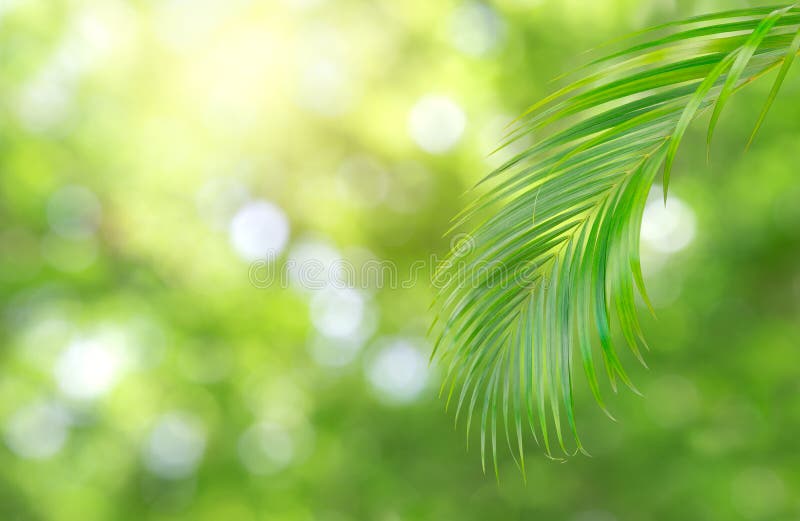 Green Bokeh on Nature Abstract Blur Background Green Bokeh from   Up for Display Stock Image - Image of beauty, circular: 129625905