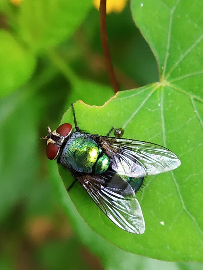 Green Bottle Fly on Lantana flower