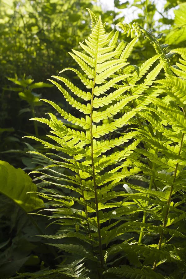 Green bracken plant