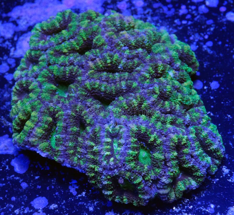 Green Brain Coral stock image. Image of animals, acanthastrea 69795055