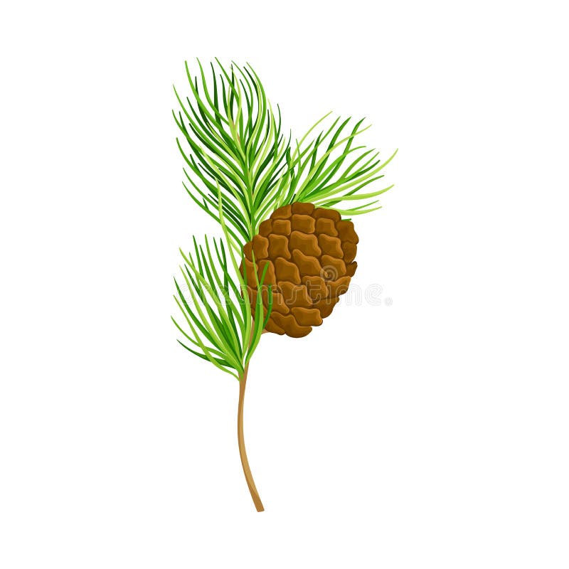 Green Branch of Cedar with Needlelike Leaves and Barrelshaped Brown