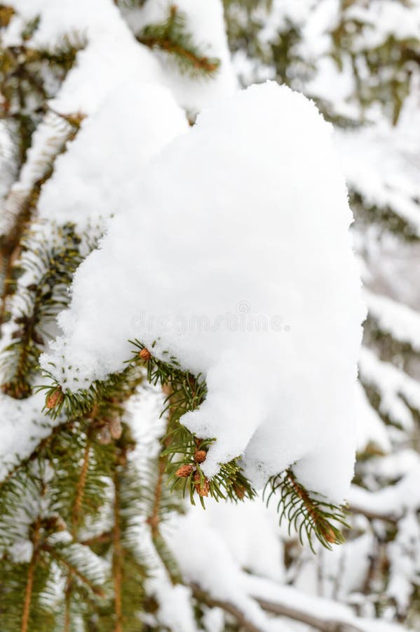 Green branch of fir under the snow cap. stock image Green branch of fir under the snow cap. stock image