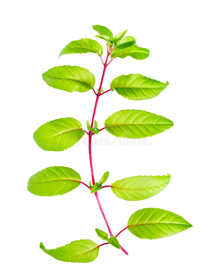 green branch of fuchsia with long leafs is isolated on white background