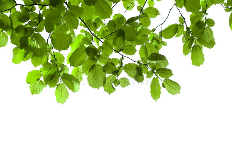 Green branch isolated