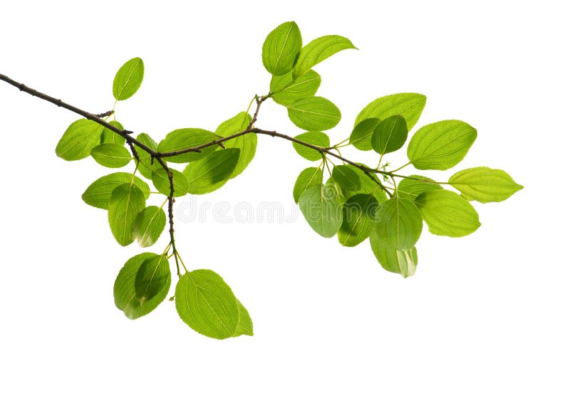 Green branch isolated