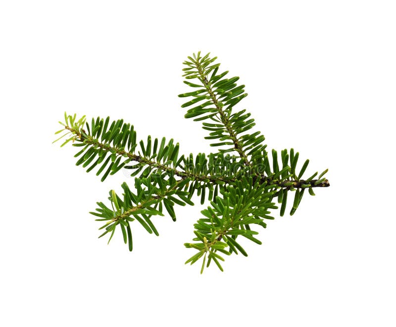 203 Abies Nordmanniana Stock Photos - Free & Royalty-Free 203 Abies Nordmanniana Stock Photos - Free & Royalty-Free