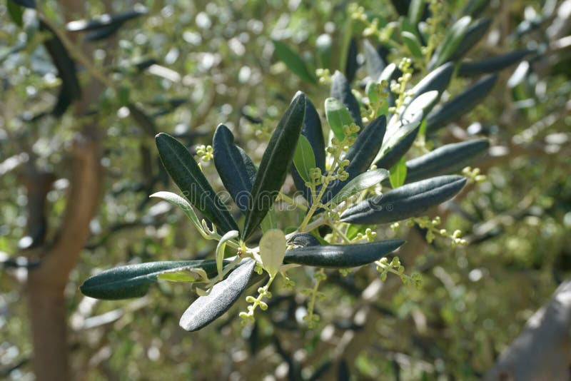Green branch of Olea europaea, olive tree with small young buds