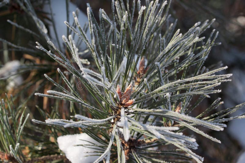 Green branch of the pine with young cones covered snow and hoarfrost. Close up.