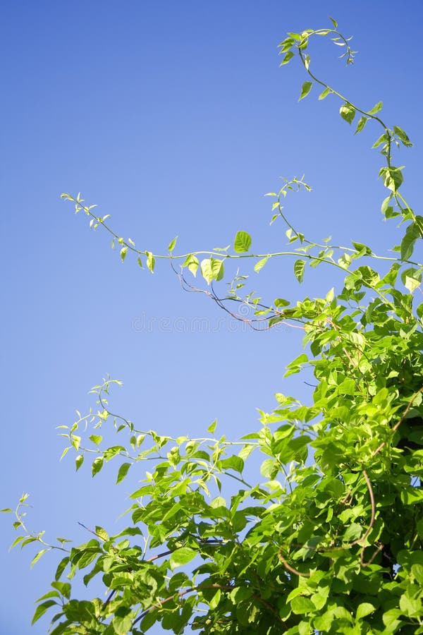 Green Branches of Larch with a Visible Texture Stock Photo Image of