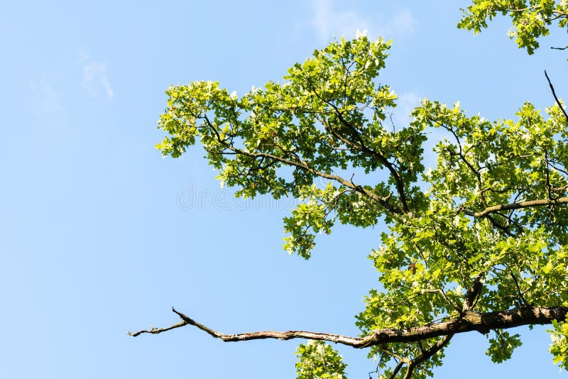 Green Branches Against Blue Sky With Clouds Stock Image Image Of Fall