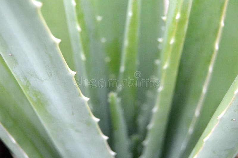 Green Branches of Aloe Vera Plant Stock Photo - Image of aloe, closeup:  53082122