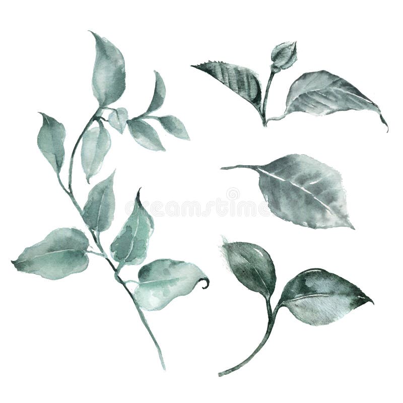 Download Green Branches And Leaves Floral Greenery Watercolor Illustration Botanical Watercolor Illustration Clipart Stock Photo Image Of Herbal Leaves 174949606