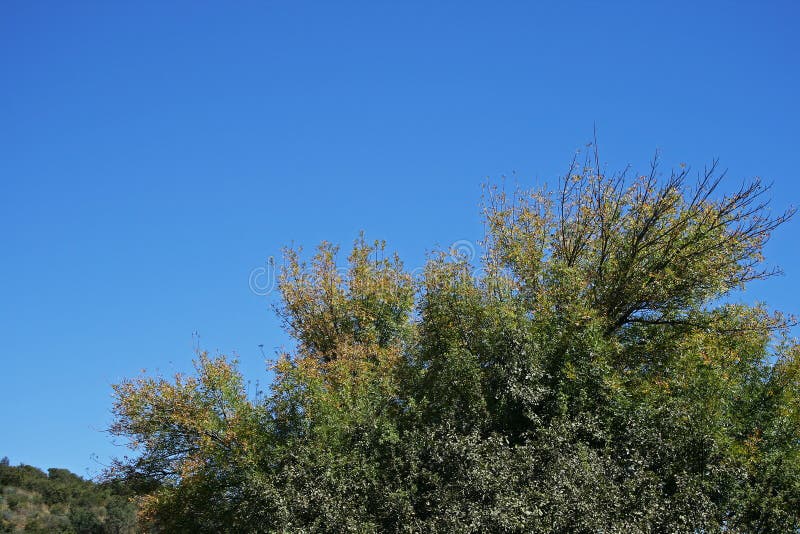 Green Branches And Leaves Of Tree Against Blue Sky Stock Image Image