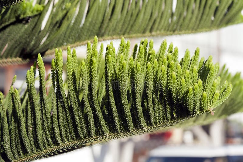 Norfolk Island Pine (Araucaria heterophylla, Araucaria excelsa), ornamental  tree on street side, Stock Photo, Picture And Rights Managed Image. Pic.  BWI-BS303950