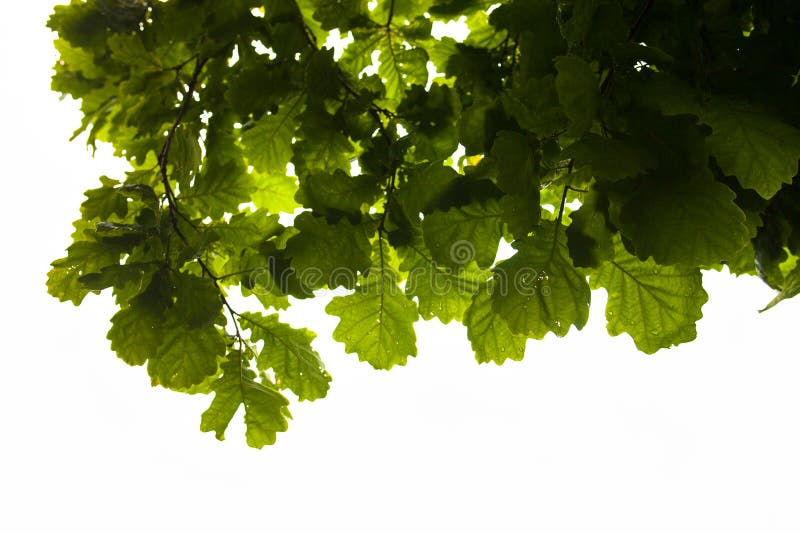 Green branches of the oak tree with the raindrops