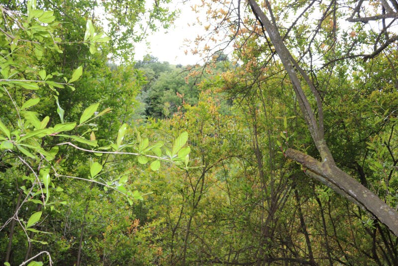 Green branches stock image. Image of appearance, hills 145637887